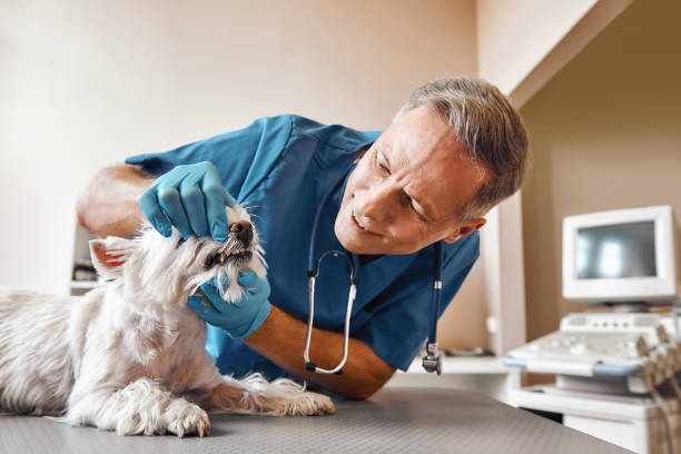  Burnsville, NC Emergency Dentist Pros